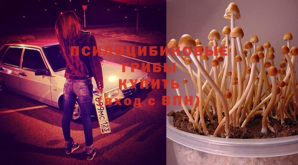 PSILOCYBIN Навашино